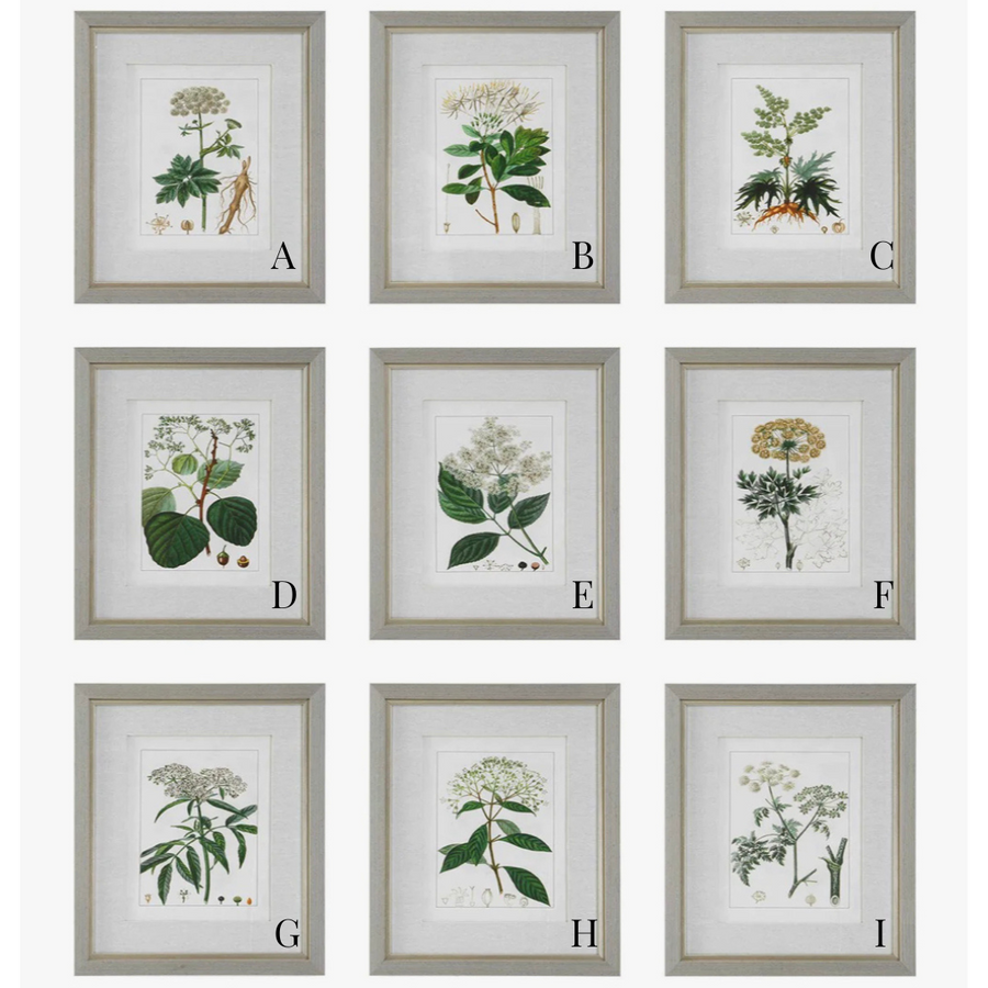 Antique Botanicals Framed Prints