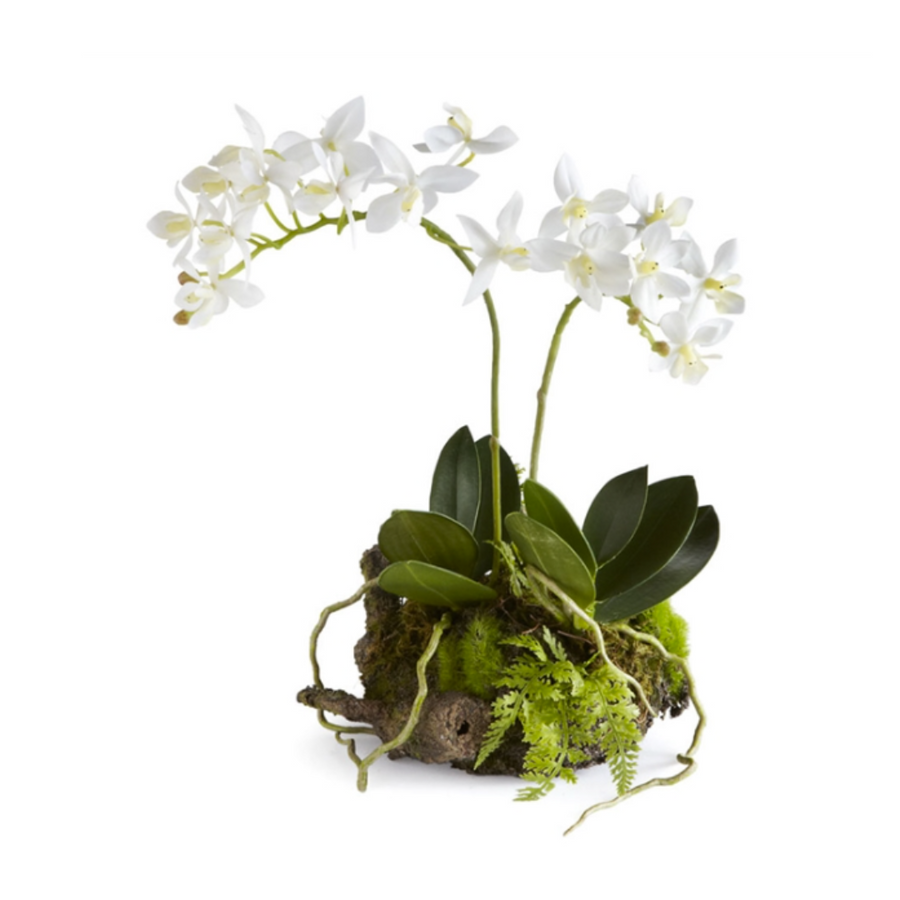 Mini Dendrobium with Rustic Drop-In 11.5"