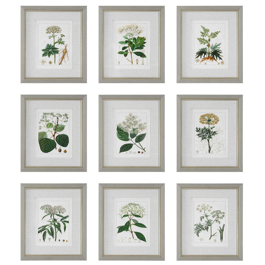 Antique Botanicals Framed Prints