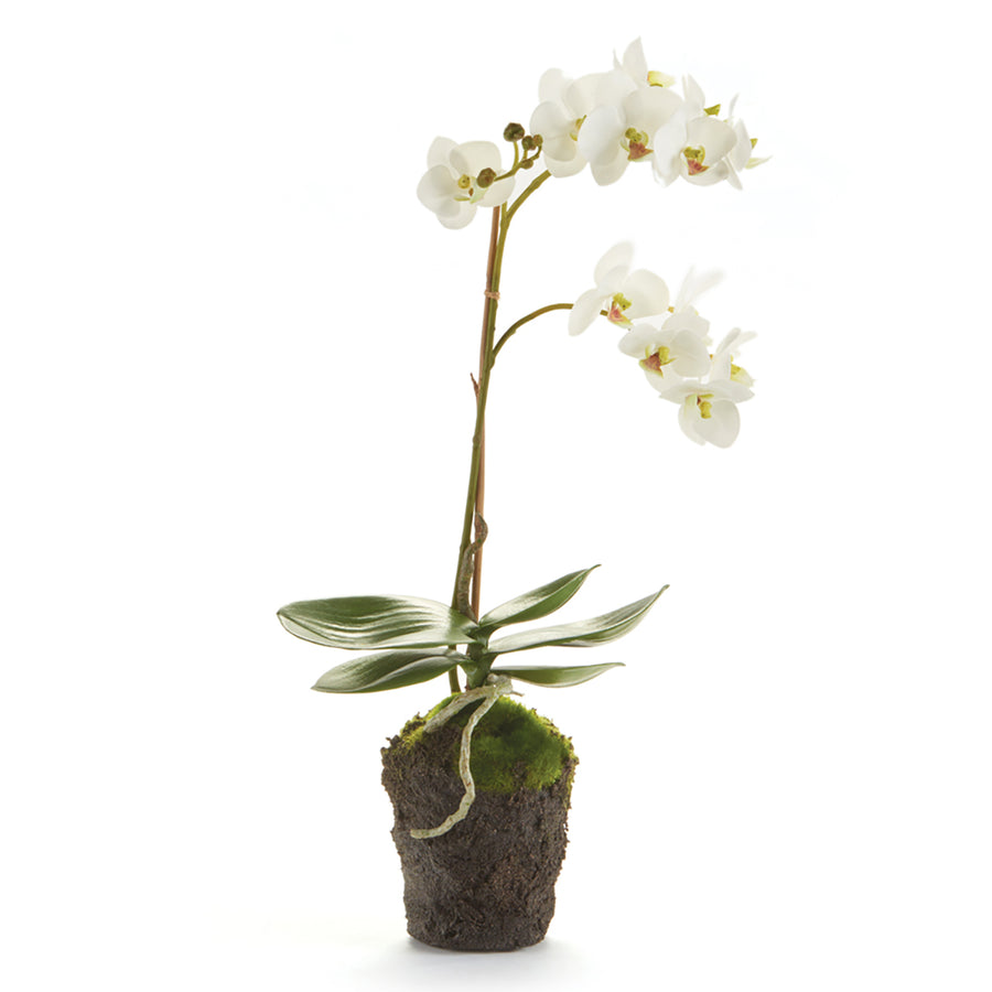 Phalaenopsis Orchid - 17"