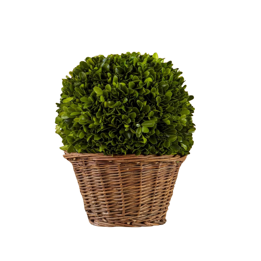 9" Preserved Boxwood Ball in Basket