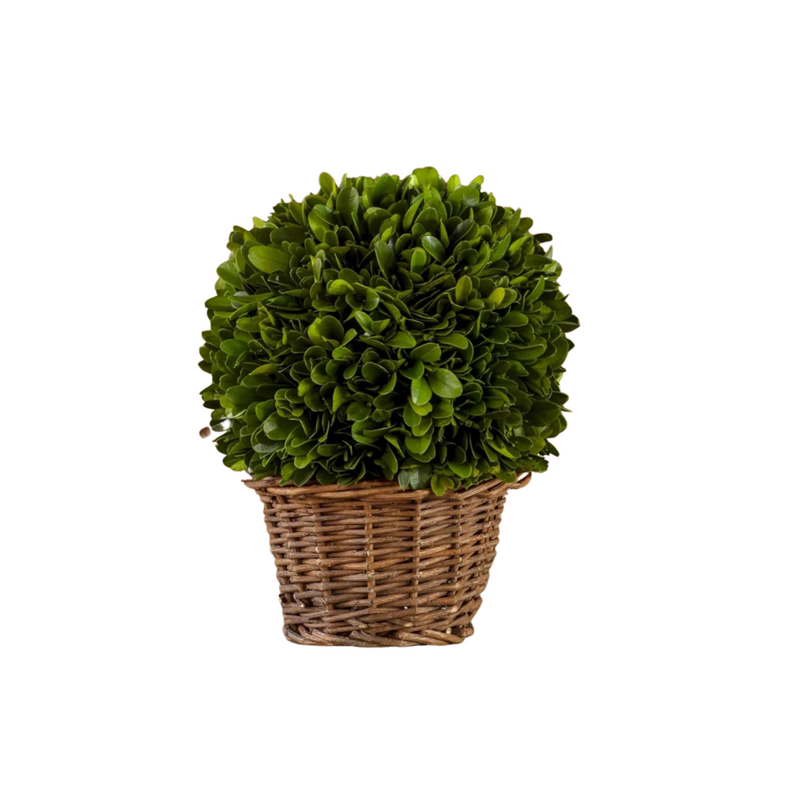 6" Preserved Boxwood Ball in Basket